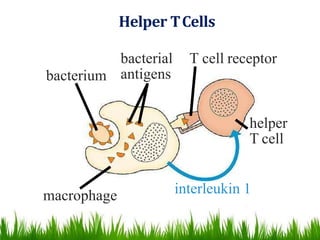Helper TCells
interleukin 1macrophage
helper
T cell
bacterium
bacterial
antigens
T cell receptor
 