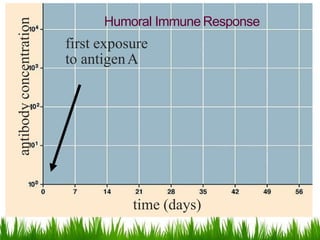 Humoral Immune Response
time (days)
antibodyconcentration
first exposure
to antigenA
 