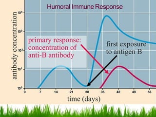 Humoral Immune Response
time (days)
antibodyconcentration
primary response:
concentration of
anti-B antibody
first exposure
to antigen B
 