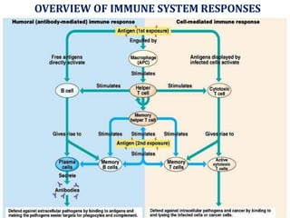 OVERVIEW OF IMMUNE SYSTEM RESPONSES
 