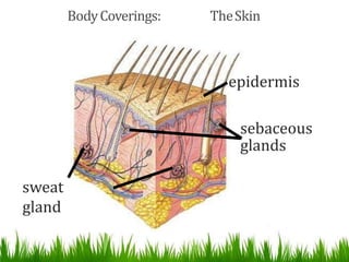 BodyCoverings: TheSkin
sweat
gland
epidermis
sebaceous
glands
 