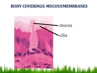 BODY COVERINGS:MUCOUSMEMBRANES
mucus
cilia
 