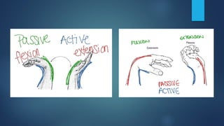 Active and passive insufficiency Kinseology pptx. | PPTX
