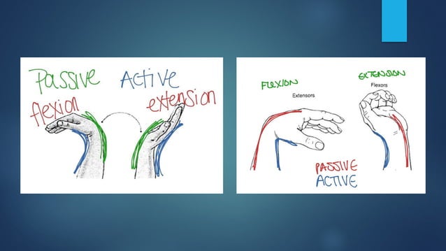Active and passive insufficiency Kinseology pptx. | PPTX
