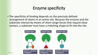 Active site of an enzyme | PDF