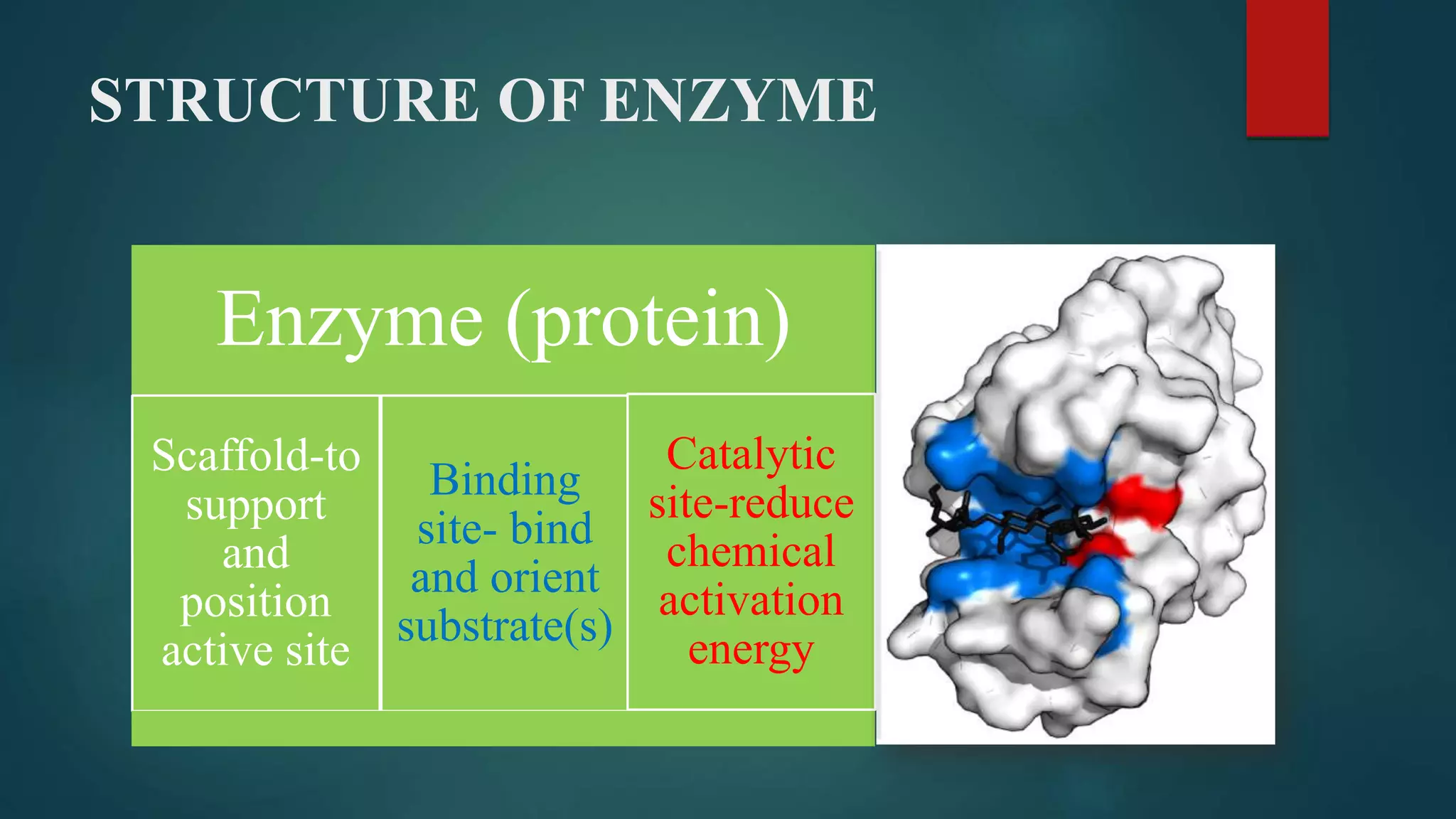 Active site of enzyme | PPTX
