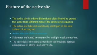 Feature of the active site
 The active site is a three-dimensional cleft formed by groups
that come from different parts of the amino acid sequence
 The active site takes up a relatively small part of the total
volume of an enzyme
 Active sites are clefts or crevices
 Substrates are bound to enzymes by multiple weak attractions.
 The specificity of binding depends on the precisely defined
arrangement of atoms in an active site.
 