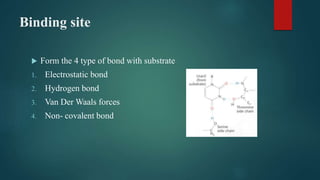 Binding site
 Form the 4 type of bond with substrate
1. Electrostatic bond
2. Hydrogen bond
3. Van Der Waals forces
4. Non- covalent bond
 
