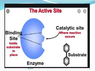 Active sites-ENZYMES | PPTX