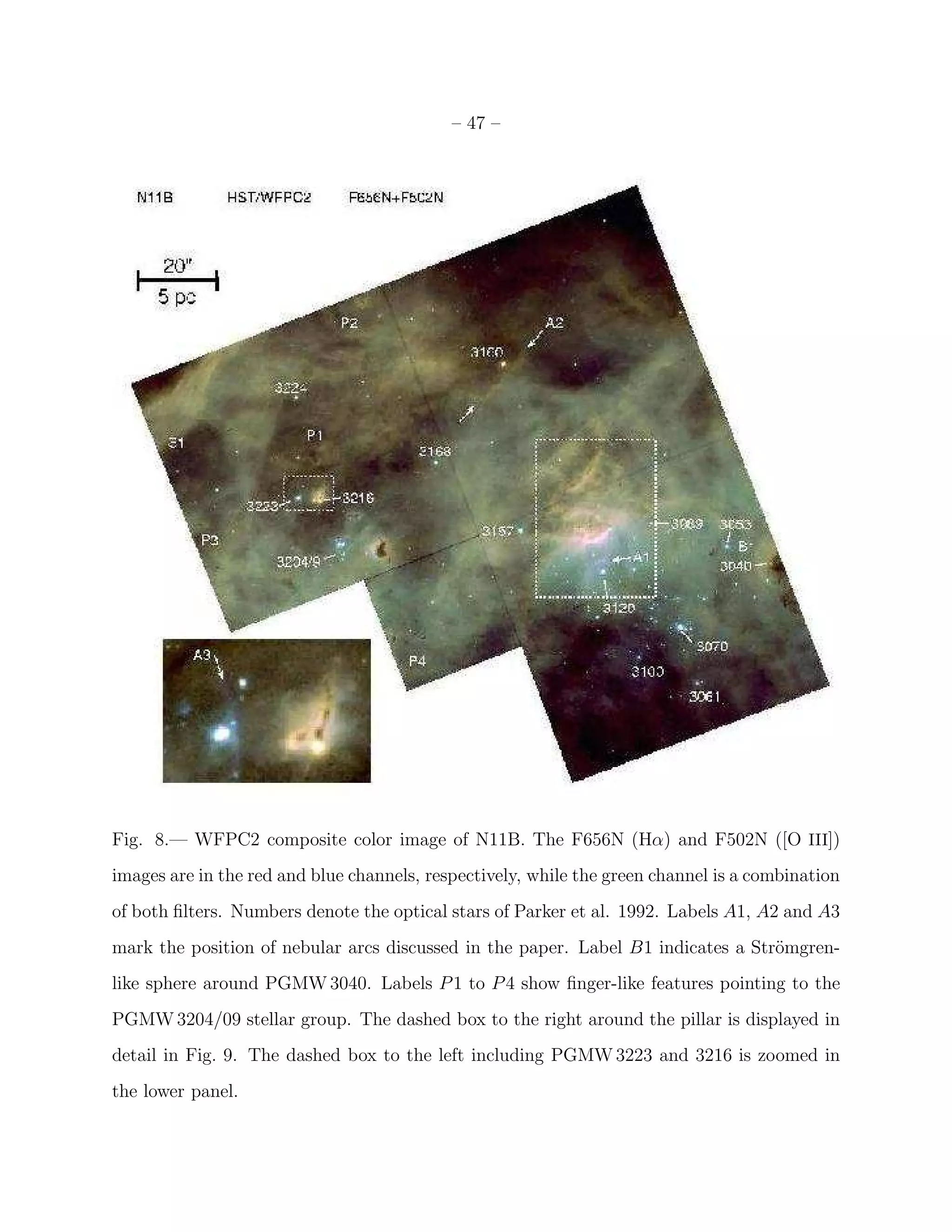 – 47 –




Fig. 8.— WFPC2 composite color image of N11B. The F656N (Hα) and F502N ([O III])
images are in the red and blue channels, respectively, while the green channel is a combination
of both ﬁlters. Numbers denote the optical stars of Parker et al. 1992. Labels A1, A2 and A3
mark the position of nebular arcs discussed in the paper. Label B1 indicates a Str¨mgren-
                                                                                  o
like sphere around PGMW 3040. Labels P 1 to P 4 show ﬁnger-like features pointing to the
PGMW 3204/09 stellar group. The dashed box to the right around the pillar is displayed in
detail in Fig. 9. The dashed box to the left including PGMW 3223 and 3216 is zoomed in
the lower panel.
 