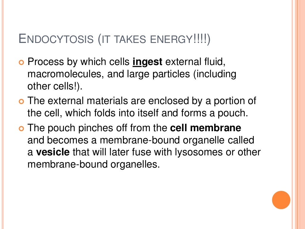 bolsa that folds into itself
