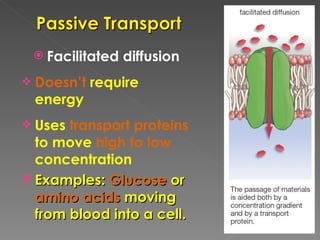 Active transport | PPT