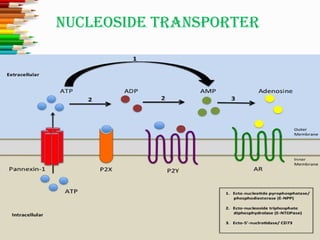 NuCleoside TRaNsPoRTeR
 