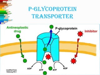 P-GlycoProtein
transPorter
 