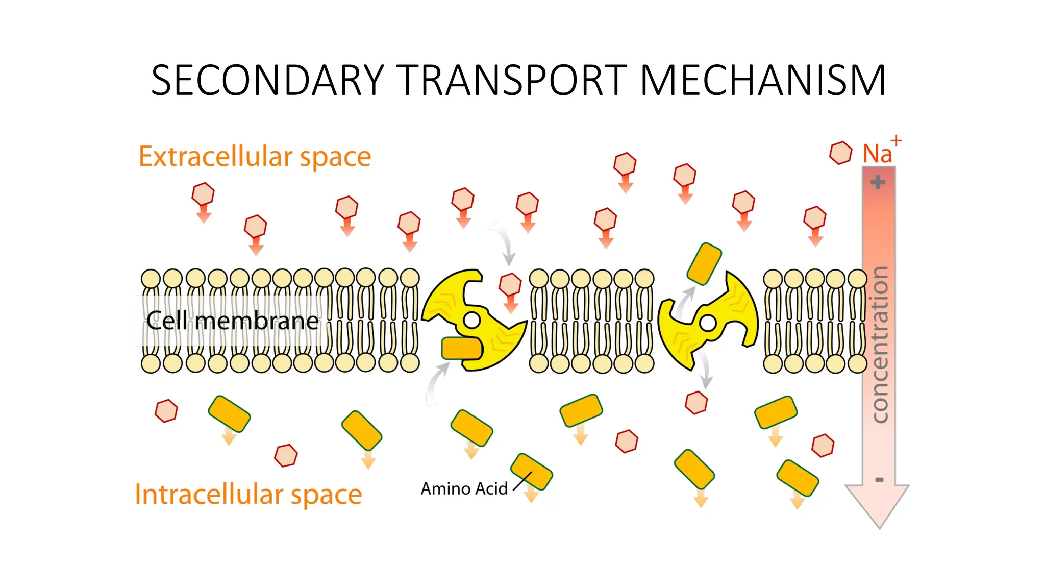 SECONDARY TRANSPORT MECHANISM
 