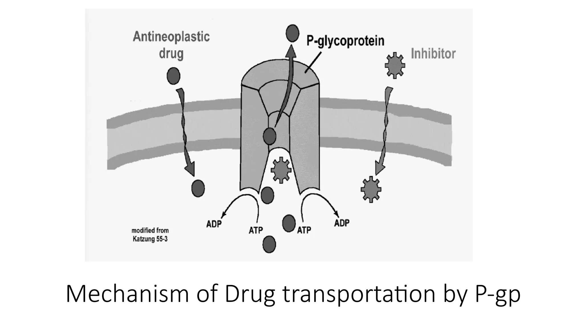 Mechanism of Drug transportation by P-gp
 