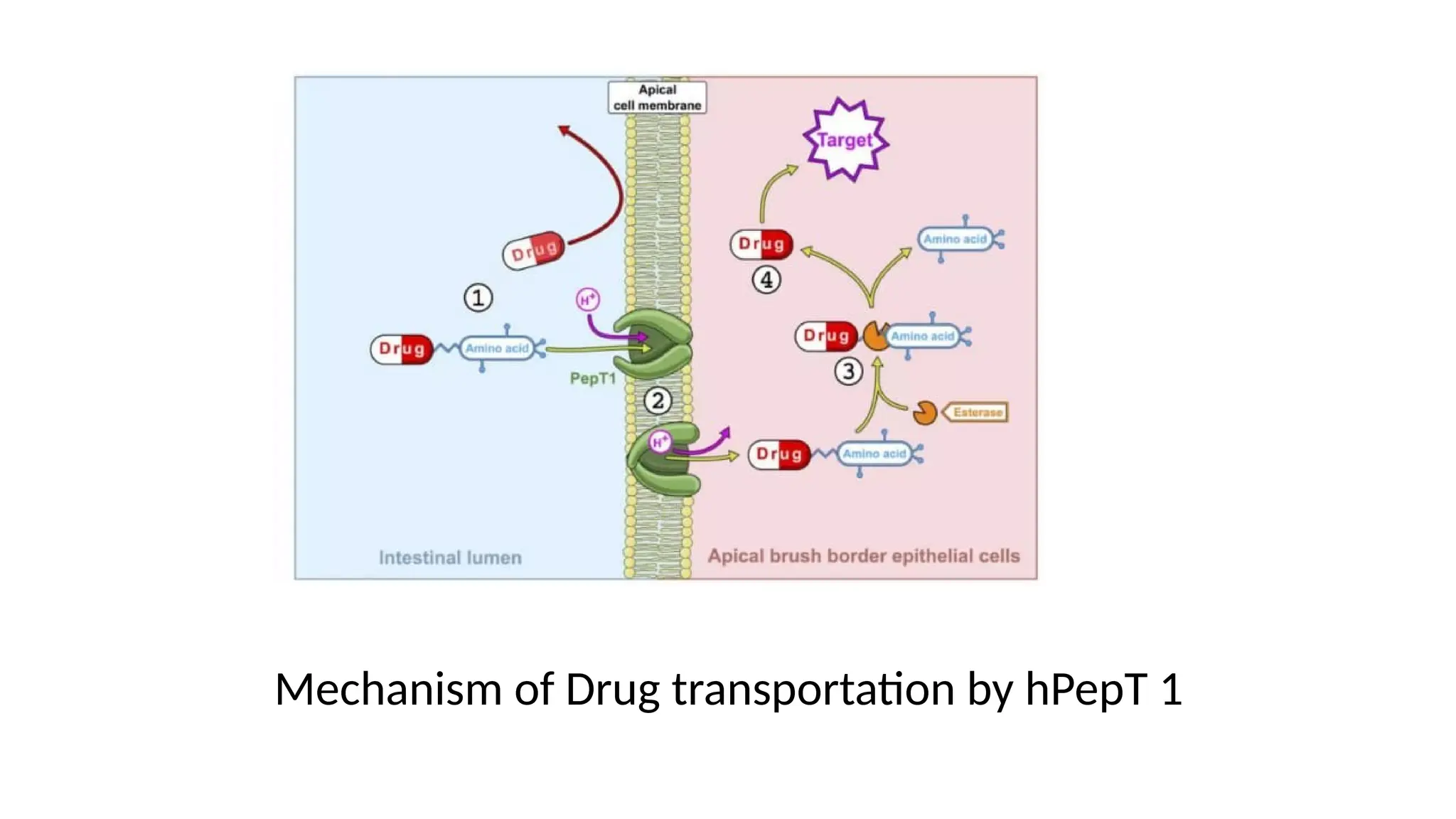 Mechanism of Drug transportation by hPepT 1
 