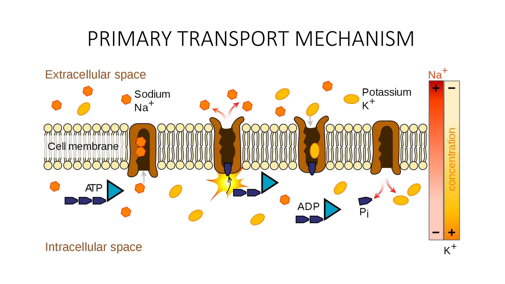 PRIMARY TRANSPORT MECHANISM
 