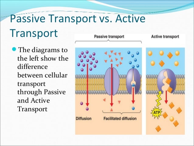 passive transport vs active transport meinafrikanischemangotabletten venn diagram active and passive transport