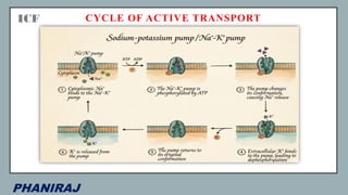 Active transport of Sodium and Potassium - BIOINORGANIC CHEMISTRY.pdf