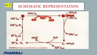 Active transport of Sodium and Potassium - BIOINORGANIC CHEMISTRY.pdf