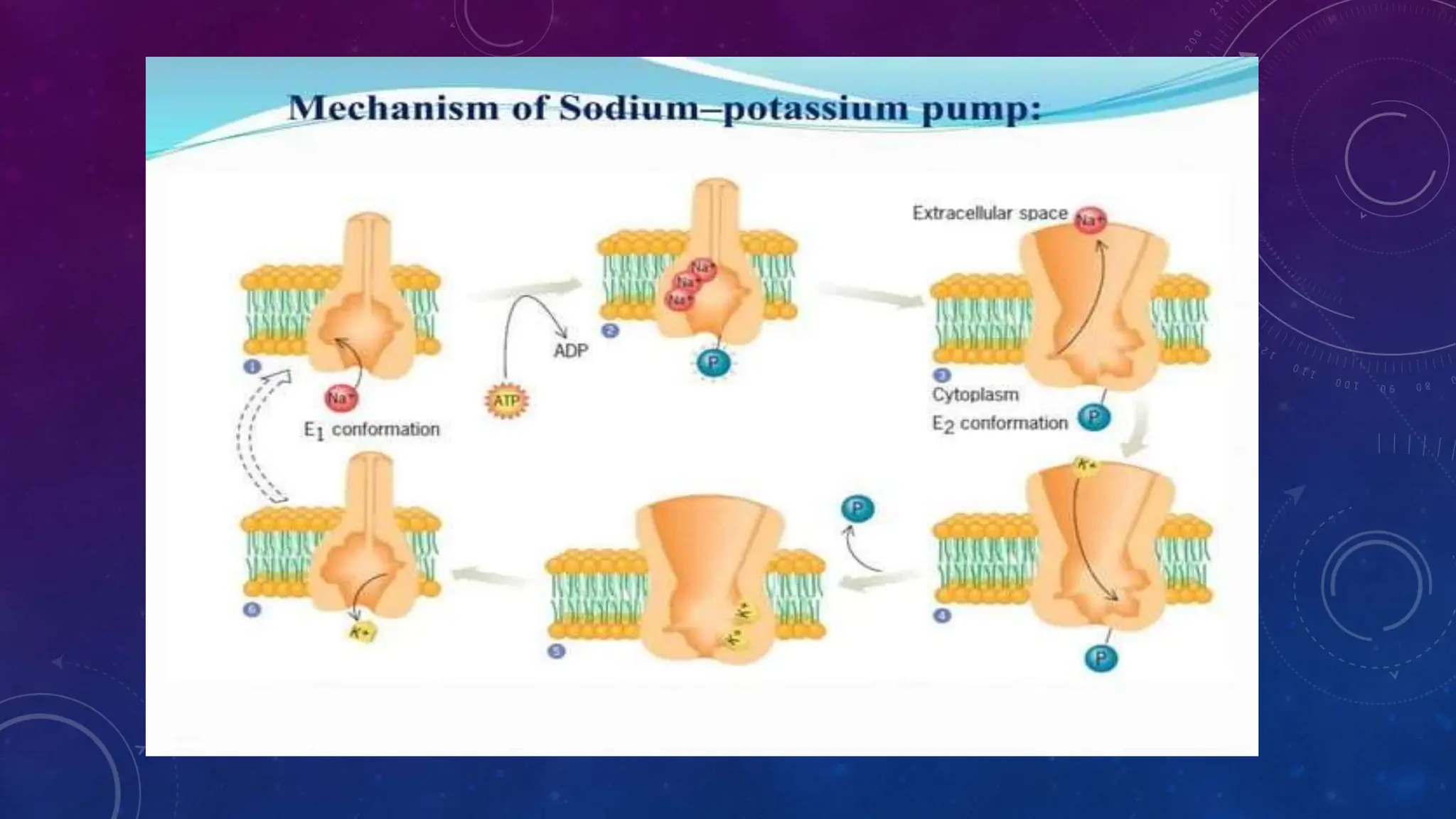 Active Transport : Primary and secondary transport ppt.pptx