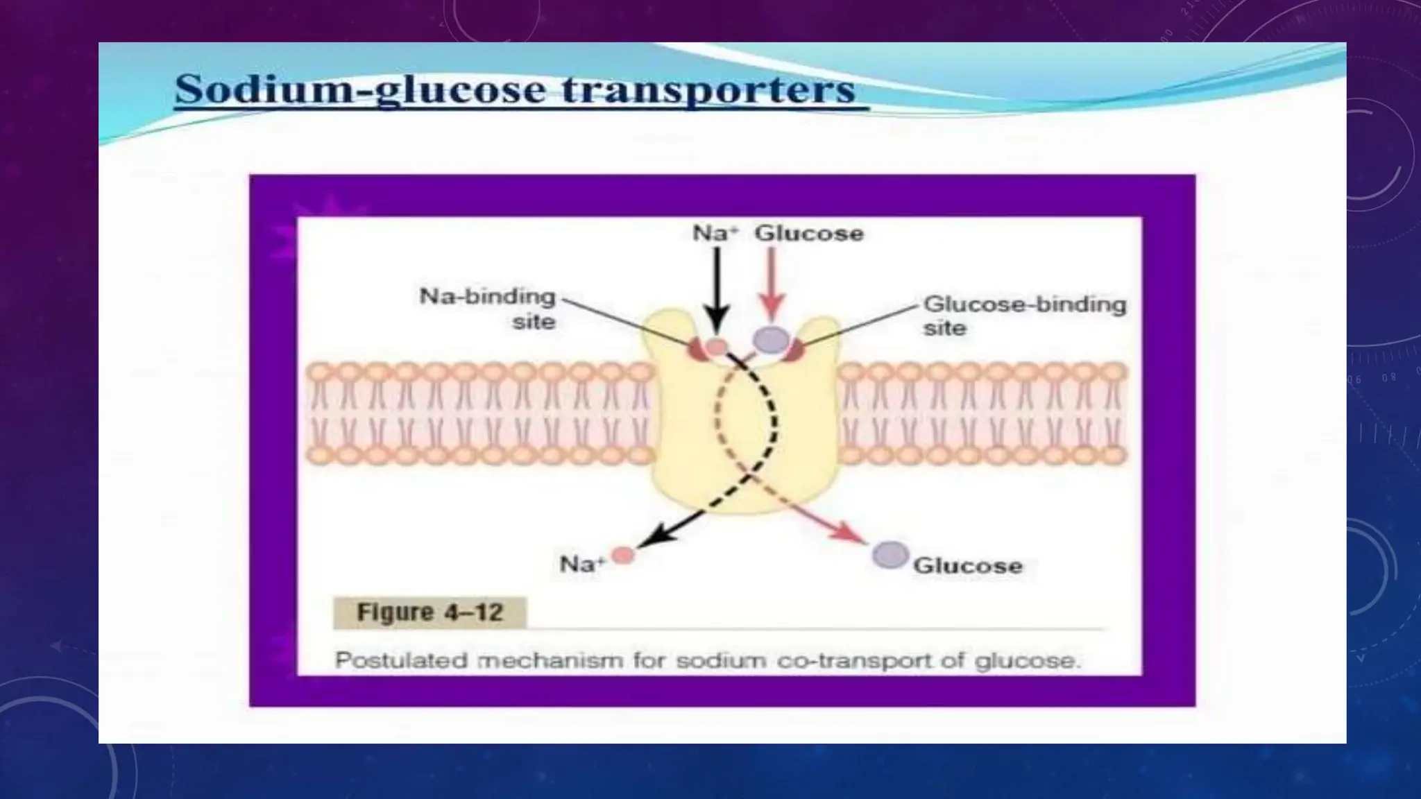 Active Transport : Primary and secondary transport ppt.pptx