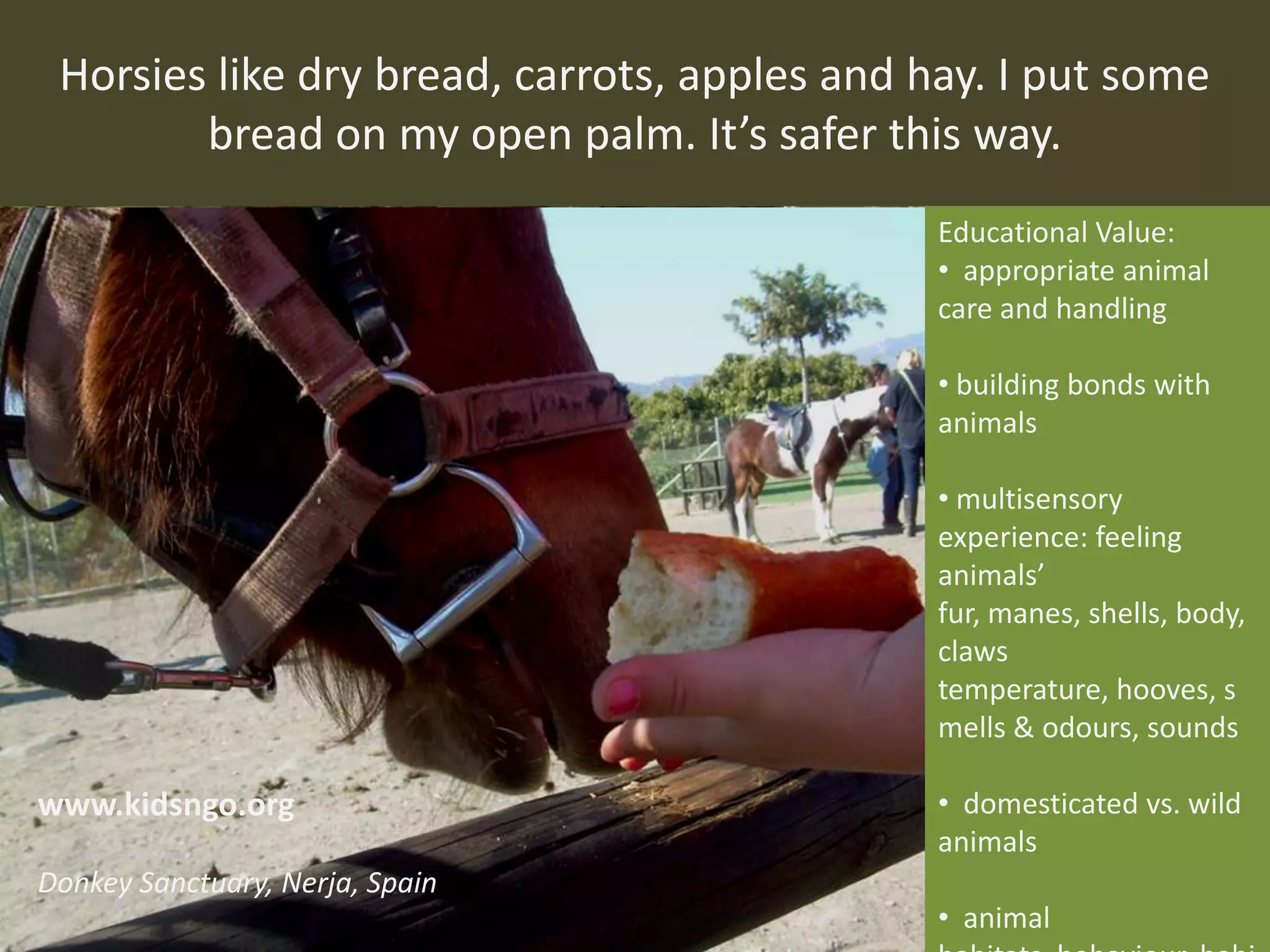 Horsies like dry bread, carrots, apples and hay. I put some
bread on my open palm. It’s safer this way.
Educational Value:
• appropriate animal
care and handling
• building bonds with
animals
• multisensory
experience: feeling
animals’
fur, manes, shells, body,
claws
temperature, hooves, s
mells & odours, sounds
• domesticated vs. wild
animals
• animal
www.kidsngo.org
Donkey Sanctuary, Nerja, Spain
 