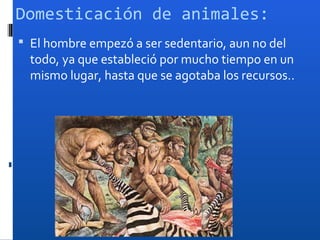 Domesticación de animales:
 El hombre empezó a ser sedentario, aun no del
  todo, ya que estableció por mucho tiempo en un
  mismo lugar, hasta que se agotaba los recursos..
 