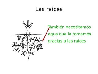 Las raices También necesitamos agua que la tomamos gracias a las raíces 
