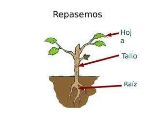 Repasemos Hoja Raíz Tallo 