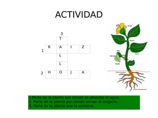 ACTIVIDAD R A I Z T L L O H J A 1.Parte de la planta por donde se absorbe el agua.  2. Parte de la planta por donde toman el oxígeno. 3. Parte de la planta que la sostiene. 1 2 3 