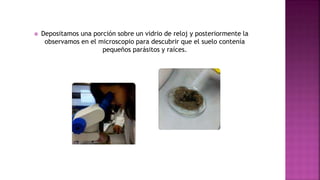  Depositamos una porción sobre un vidrio de reloj y posteriormente la
observamos en el microscopio para descubrir que el suelo contenía
pequeños parásitos y raíces.
 