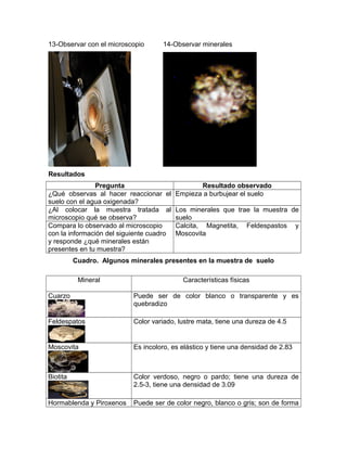 13-Observar con el microscopio 14-Observar minerales
Resultados
Pregunta Resultado observado
¿Qué observas al hacer reaccionar el
suelo con el agua oxigenada?
Empieza a burbujear el suelo
¿Al colocar la muestra tratada al
microscopio qué se observa?
Los minerales que trae la muestra de
suelo
Compara lo observado al microscopio
con la información del siguiente cuadro
y responde ¿qué minerales están
presentes en tu muestra?
Calcita, Magnetita, Feldespastos y
Moscovita
Cuadro. Algunos minerales presentes en la muestra de suelo
Mineral Características físicas
Cuarzo Puede ser de color blanco o transparente y es
quebradizo
Feldespatos Color variado, lustre mata, tiene una dureza de 4.5
Moscovita Es incoloro, es elástico y tiene una densidad de 2.83
Biotita Color verdoso, negro o pardo; tiene una dureza de
2.5-3, tiene una densidad de 3.09
Hormablenda y Piroxenos Puede ser de color negro, blanco o gris; son de forma
 