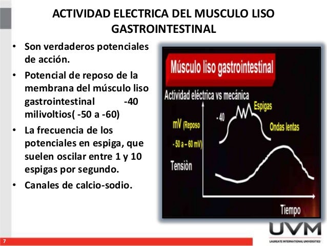 Actividad electrica-del-musculo-liso