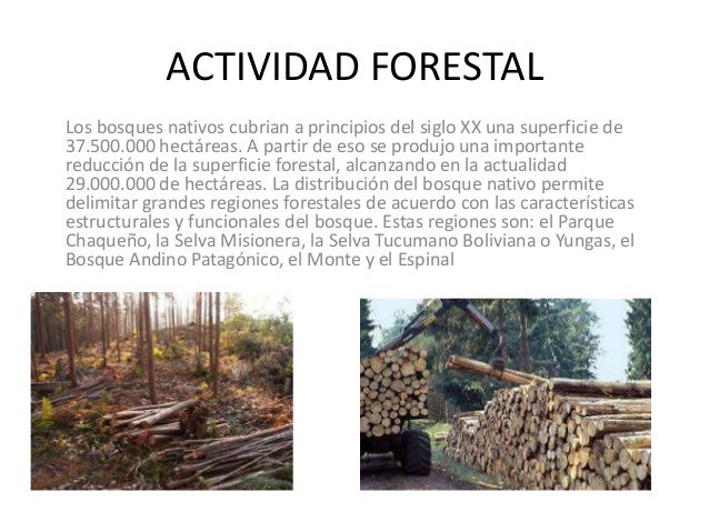 3 Palabras Relacionadas Con Actividad Forestal