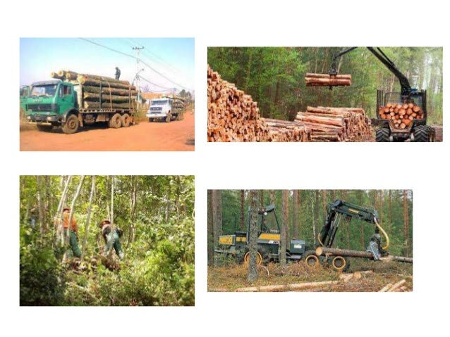 Actividad forestal