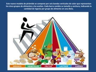 Este nuevo modelo de pirámide se compone por seis bandas verticales de color que representan los cinco grupos de alimentos y los aceites. Cada barra cambia su tamaño y anchura, indicando la cantidad de ingesta por grupo de alimento en una dieta. 