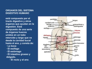 ORGANOS DEL SISTEMA DIGESTIVO HUMANO está compuesto por el tracto digestivo y otros órganos que ayudan en la digestión. Está compuesto de una serie de órganos huecos unidos en un tubo retorcido y largo que va desde la cavidad bucal hasta el ano, y consta de:   · La boca  · El esófago  · El estómago  · El intestino grueso y delgado.  · El recto y el ano . 