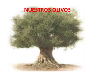 NUESTROS OLIVOS
 