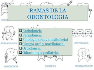 RAMAS DE LA
ODONTOLOGIA
Endodoncia
Periodoncia
Patología oral y maxilofacial
Cirugía oral y maxilofacial
Ortodoncia
Odontología pediátrica
 
