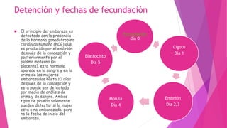 Detención y fechas de fecundación
 El principio del embarazo es
detectado con la presencia
de la hormona gonadotropina
coriónica humana (hCG) que
es producida por el embrión
después de la concepción y
posteriormente por el
plasma materno (la
placenta), esta hormona
aparece en la sangre y en la
orina de las mujeres
embarazadas hasta 10 días
después de la concepción y
esta puede ser detectada
por medio de análisis de
orina y de sangre. Ambos
tipos de prueba solamente
pueden detectar si la mujer
está o no embarazada, pero
no la fecha de inicio del
embarazo.
Fecundación
día 0
Cigoto
Día 1
Embrión
Día 2,3
Mórula
Día 4
Blastocisto
Día 5
 
