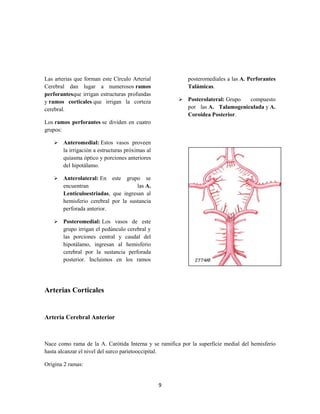 9
Las arterias que forman este Círculo Arterial
Cerebral dan lugar a numerosos ramos
perforantesque irrigan estructuras profundas
y ramos corticales que irrigan la corteza
cerebral.
Los ramos perforantes se dividen en cuatro
grupos:
 Anteromedial: Estos vasos proveen
la irrigación a estructuras próximas al
quiasma óptico y porciones anteriores
del hipotálamo.
 Anterolateral: En este grupo se
encuentran las A.
Lenticuloestriadas, que ingresan al
hemisferio cerebral por la sustancia
perforada anterior.
 Posteromedial: Los vasos de este
grupo irrigan el pedúnculo cerebral y
las porciones central y caudal del
hipotálamo, ingresan al hemisferio
cerebral por la sustancia perforada
posterior. Incluimos en los ramos
posteromediales a las A. Perforantes
Talámicas.
 Posterolateral: Grupo compuesto
por las A. Talamogeniculada y A.
Coroidea Posterior.
Arterias Corticales
Arteria Cerebral Anterior
Nace como rama de la A. Carótida Interna y se ramifica por la superficie medial del hemisferio
hasta alcanzar el nivel del surco parietooccipital.
Origina 2 ramas:
 