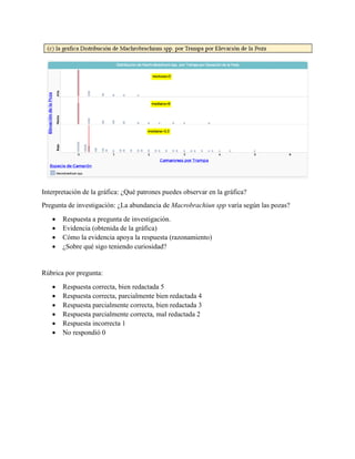 Interpretación de la gráfica: ¿Qué patrones puedes observar en la gráfica?
Pregunta de investigación: ¿La abundancia de Macrobrachiun spp varía según las pozas?
• Respuesta a pregunta de investigación.
• Evidencia (obtenida de la gráfica)
• Cómo la evidencia apoya la respuesta (razonamiento)
• ¿Sobre qué sigo teniendo curiosidad?
Rúbrica por pregunta:
• Respuesta correcta, bien redactada 5
• Respuesta correcta, parcialmente bien redactada 4
• Respuesta parcialmente correcta, bien redactada 3
• Respuesta parcialmente correcta, mal redactada 2
• Respuesta incorrecta 1
• No respondió 0
 