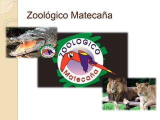 Zoológico Matecaña
 