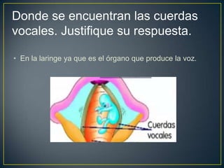 Donde se encuentran las cuerdas vocales. Justifique su respuesta.En la laringe ya que es el órgano que produce la voz.