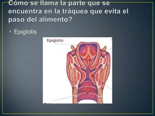 Cómo se llama la parte que se encuentra en la tráquea que evita el paso del alimento?Epiglotis