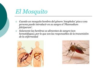 El Mosquito
 Cuando un mosquito hembra del género 'Anopheles' pica a una
persona puede introducir en su sangre el 'Plasmodium
falciparum’.
 Solamente las hembras se alimentan de sangre (son
hematófagas), por lo que son las responsables de la transmisión
de la enfermedad
 