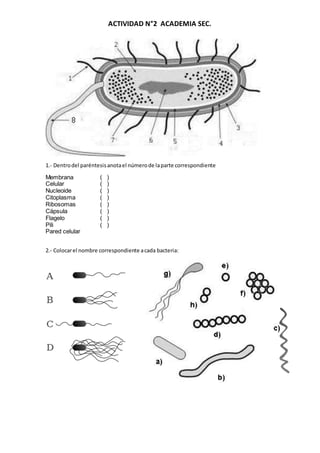 ACTIVIDAD N°2 ACADEMIA SEC.
1.- Dentrodel paréntesisanotael númerode laparte correspondiente
Membrana
Celular
Nucleoide
Citoplasma
Ribosomas
Cápsula
Flagelo
Pili
Pared celular
( )
( )
( )
( )
( )
( )
( )
( )
2.- Colocarel nombre correspondiente acada bacteria:
 