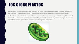 LOS CLOROPLASTOS
Son orgánulos exclusivos de las células vegetales, su forma son ovoides y alargados. Tienen su propio ADN...